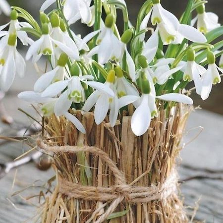 Садиба Домашній затишок Пилипець Екстер'єр фото